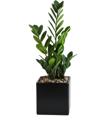 ZZ Plant, Zamioculcas, Modern Saksı, Ofis Çiçeği, İç Mekan