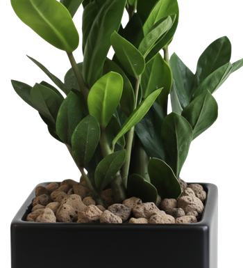 ZZ Plant, Zamioculcas, Modern Saksı, Ofis Çiçeği, İç Mekan