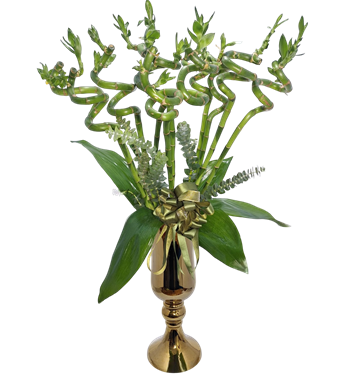 spiral bambu, bambu bitkisi satın al, krc çiçek, çiçek almak