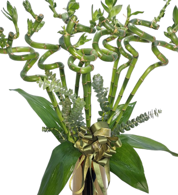 spiral bambu, bambu bitkisi satın al, krc çiçek, çiçek almak