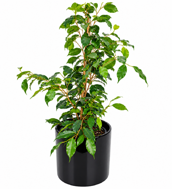 benjamin bitkisi, ficus bitkisi, krc çiçek, maslak çiçekçi