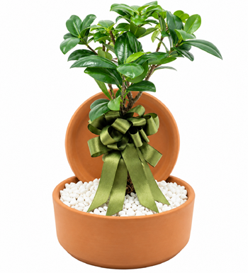 bonsai saksı, bonsai ağacı, bonsai satın al, krc çiçek