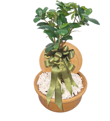 bonsai saksı, bonsai ağacı, bonsai satın al, krc çiçek