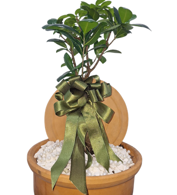 bonsai saksı, bonsai ağacı, bonsai satın al, krc çiçek