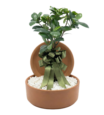 bonsai saksı, bonsai ağacı, bonsai satın al, krc çiçek