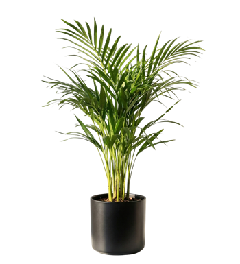 dağ palmiyesi,chamaedorea,salon bitkisi,çiçek siparişi