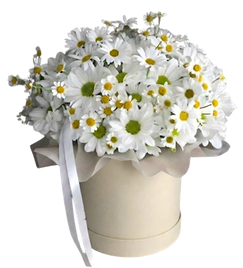 kutuda papatya, taze papatya buketi, modern çiçek, krc çiçek