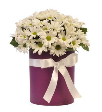 kutu papatya, beyaz papatya, kutu çiçek, çiçek siparişi ver 