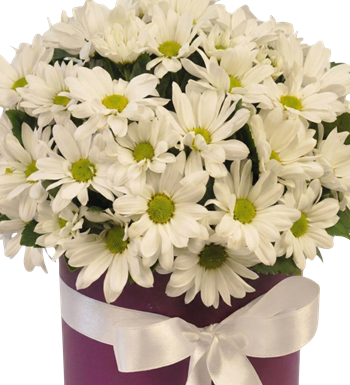 kutu papatya, beyaz papatya, kutu çiçek, çiçek siparişi ver 