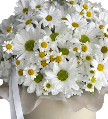 kutuda papatya, taze papatya buketi, modern çiçek, krc çiçek