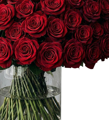 200 gül, kırmızı gül siparişi, dev gül buketi, lüks çiçek