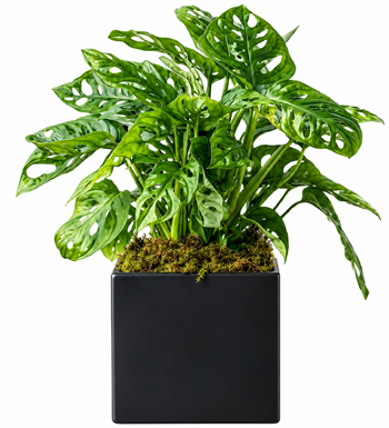 monstera, maymun maskesi, siyah saksı, hediye bitki