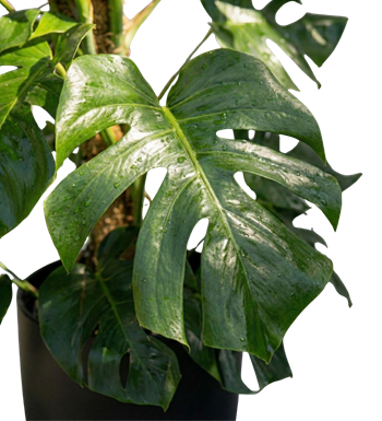 monstera, devetabanı, siyah saksı, salon çiçeği, krc çiçek