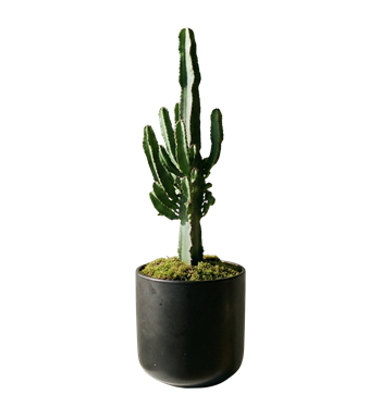 dev kaktüs,euphorbia,salon bitkisi,hediye çiçek,ofis çiçeği