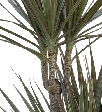 Dracaena marginata, dragon ağacı, madagaskar ejder ağacı,