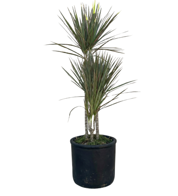 Dracaena marginata, dragon ağacı, madagaskar ejder ağacı,
