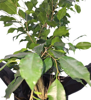 benjamin bitkisi, ficus bitkisi, krc çiçek, maslak çiçekçi