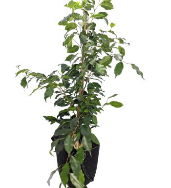 benjamin bitkisi, ficus bitkisi, krc çiçek, maslak çiçekçi