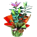 Lilyum kategori ikonu