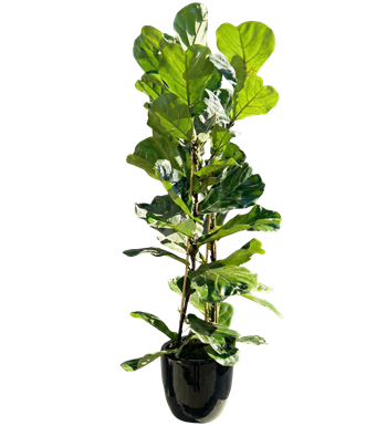 ficus lyrata, keman yapraklı kauçuk,dekoratif salon bitkisi