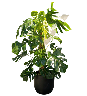 monstera, devetabanı, siyah saksı, salon çiçeği, krc çiçek