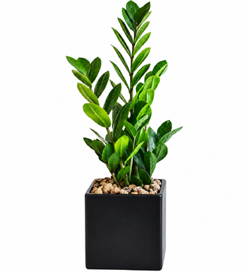 ZZ Plant, Zamioculcas, Modern Saksı, Ofis Çiçeği, İç Mekan