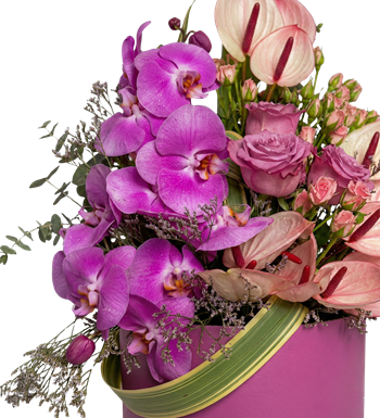 mor orkide kutu