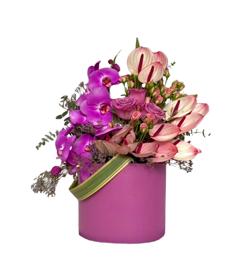 mor orkide kutu