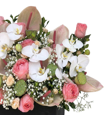 siyah kutu pembe gül antoryum