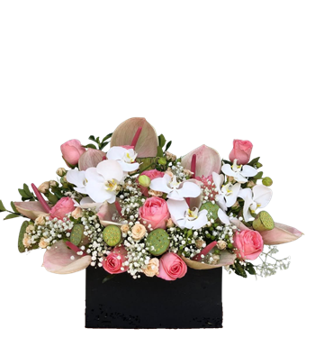 siyah kutu pembe gül antoryum