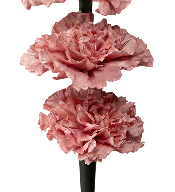 pembe karanfil, siyah vazo, modern aranjman, tasarım çiçek