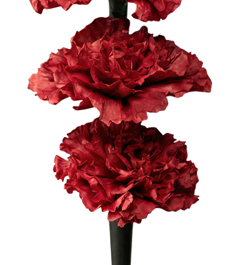 kırmızı karanfil, siyah vazo, tasarım çiçekle