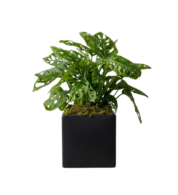 monstera, maymun maskesi, siyah saksı, hediye bitki