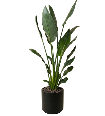 starliçe, strelitzia nicolai, salon bitkisi, ofis çiçeği