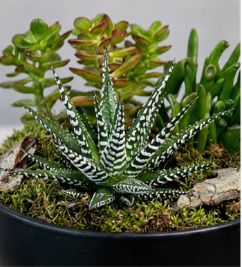 sukulent aranjmanı, siyah saksı çiçek, ofis çiçeği