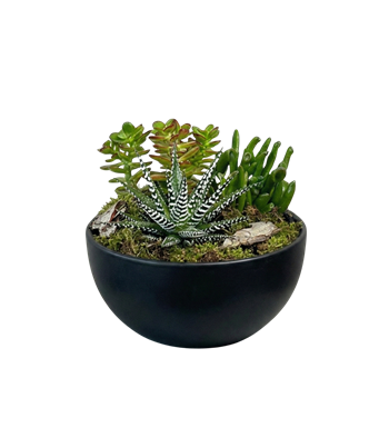 sukulent aranjmanı, siyah saksı çiçek, ofis çiçeği