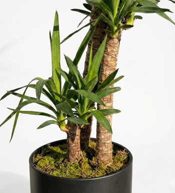 yucca bitkisi, yuka çiçeği,siyah saksılı bitki,salon bitkisi