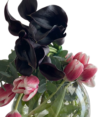 beyaz lale, calla lily, siyah kala, zerafet çiçeği, çiçek al